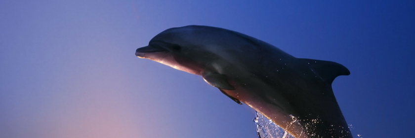 Adopt a Baby Crystal Dolphin