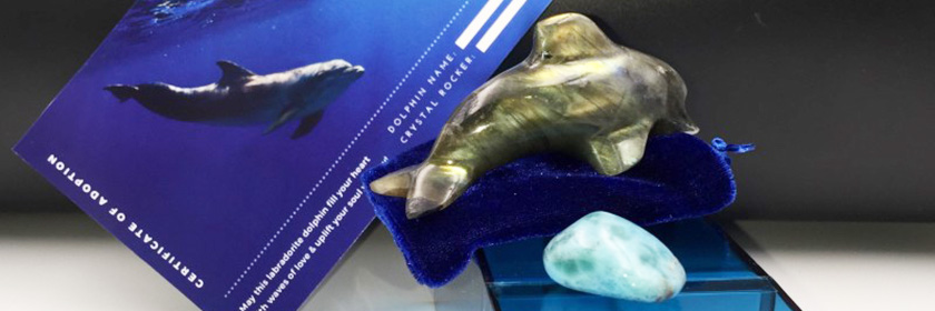 golden dolphin of Atlantis Labradorite palm stone Crystal Rock Star kit